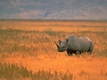 Rys 218: Black Rhinoceros.jpg [56249 bajt�w]